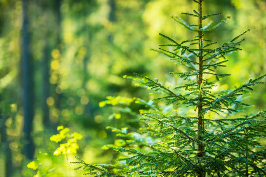 Growing Forest Theme. Few Years Old Spruce in the Sunny Forest. Summer Vegetation.